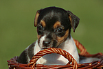 Jack Russell Terrier Welpe / jack russell terrier puppy