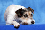 Parson Russell Terrier