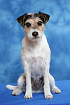 Parson Russell Terrier