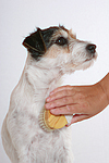 Parson Russell Terrier