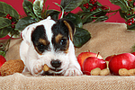 Parson Russell Terrier Welpe zu Weihnachten / PRT puppy at christmas