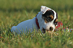 liegender Parson Russell Terrier Welpe / lying PRT puppy