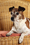 Jack Russell Terrier