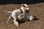 Jack Russell Terrier und Katze / jack russell terrier and cat