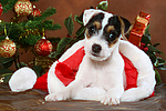 Parson Russell Terrier Welpe zu Weihnachten / PRT puppy at christmas