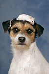 Parson Russell Terrier und Maus / dog and mouse