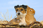 Parson Russell Terrier und Zwergkaninchen / prt and dwarf rabbits