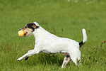 spielender Parson Russell Terrier / playing PRT