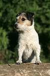 Parson Russell Terrier