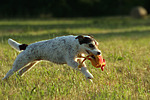 Parson Russell Terrier