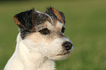 Parson Russell Terrier