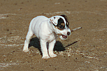 Parson Russell Terrier Welpe / parson russell terrier puppy