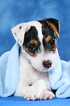 Parson Russell Terrier Welpe / parson russell terrier puppy