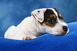 Parson Russell Terrier Welpe / parson russell terrier puppy