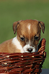 Jack Russell Terrier Welpe / jack russell terrier puppy