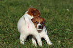 Jack Russell Terrier Welpen / jack russell terrier puppies