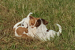 Jack Russell Terrier Welpen / jack russell terrier puppies