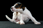 Parson Russell Terrier Welpe / parson russell terrier puppy