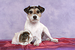 Parson Russell Terrier und Meerschwein / dog and guninea pig