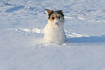 Parson Russell Terrier im Schnee / prt in snow