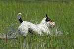 spielender Parson Russell Terrier / playing PRT