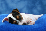 Parson Russell Terrier Welpe / parson russell terrier puppy