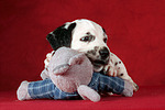 Dalmatiner Welpe / dalmatian puppy