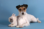 Parson Russell Terrier und Zwergkaninchen / prt and bunny