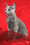 sitzende Russisch Blau / sitting russian blue