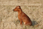 Rehpinscher / miniature pinscher