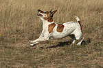 Jack Russell Terrier