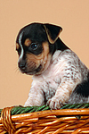 Jack Russell Terrier Welpe / jack russell terrier puppy