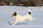 Parson Russell Terrier rennt durch den Schnee / prt running through snow