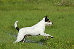 rennender Parson Russell Terrier / running PRT