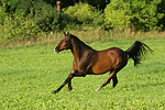 galoppierendes Warmblut / galloping warmblood