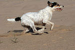 rennender Parson Russell Terrier / running PRT