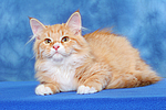 Sibirische Katze / siberian cat