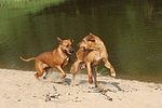 Rhodesian Ridgebacks