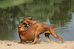 Rhodesian Ridgebacks