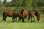 Deutsche Reitpony Hengste / pony stallions