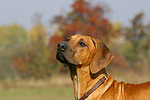 Rhodesian Ridgeback