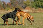 Dobermann und Rhodesian Ridgeback / Doberman Pinscher and Rhodesian Ridgeback