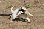 Parson Russell Terrier Welpe / parson russell terrier puppy