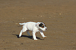 Parson Russell Terrier Welpe / parson russell terrier puppy