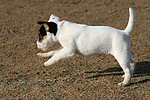 Parson Russell Terrier Welpe / parson russell terrier puppy