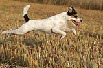 Parson Russell Terrier