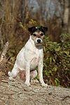 Parson Russell Terrier