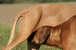 Rhodesian Ridgebacks