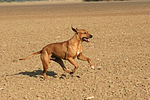 Rhodesian Ridgeback