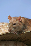 Farbratte / rat